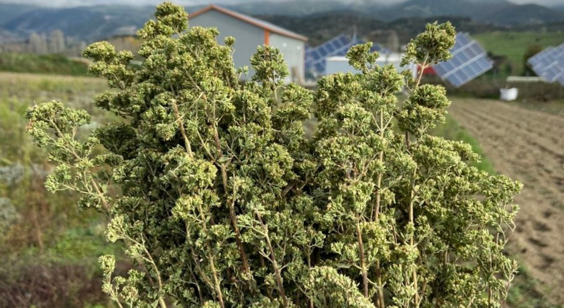 Το Βιετνάμ ενισχύει τα αρωματικά φυτά • Έλληνας Αγρότης