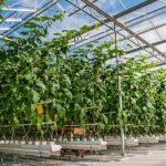 Verimark® 20 SC &Benevia® 10 OD: σύγχρονες λύσεις για τα κολοκυνθοειδή