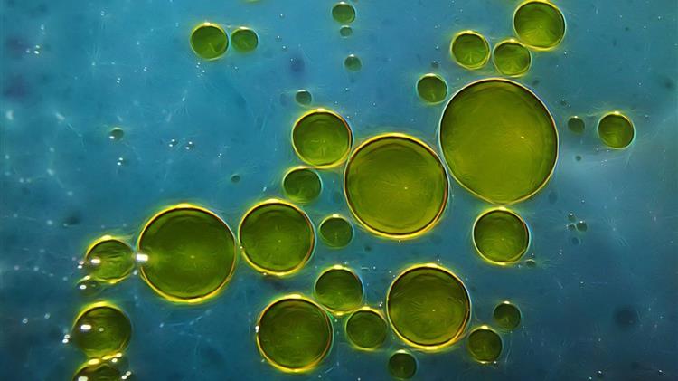 Άνοδος 11% στις εξαγωγές ελαιολάδου εκτός ΕΕ