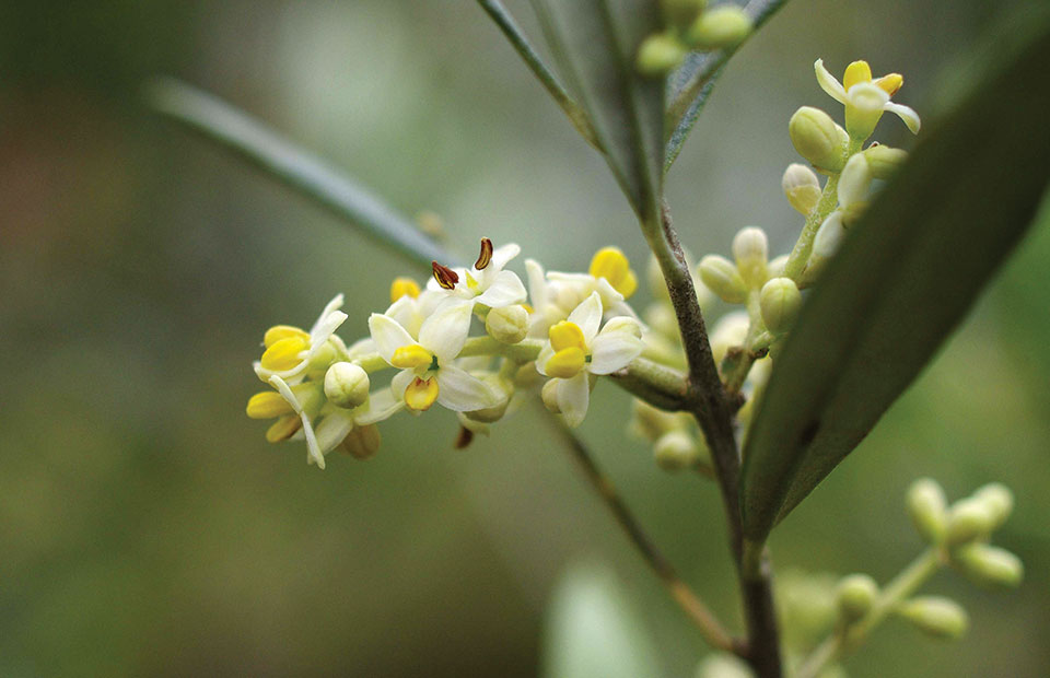 Ελαίας Καρπός