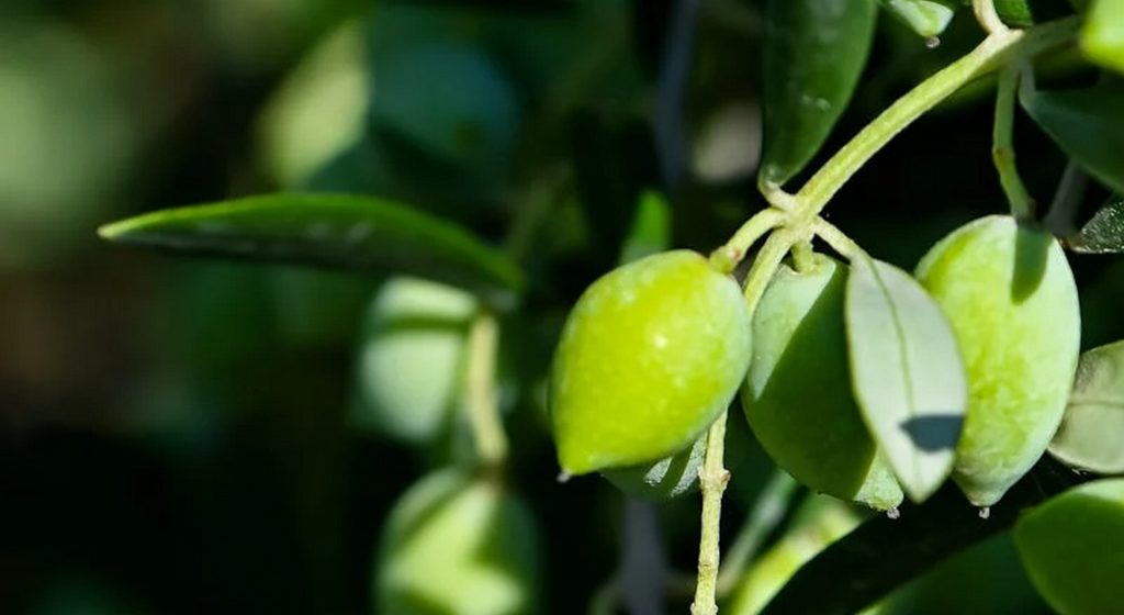 Η σύνδεση με τον αγροτουρισμό είναι καταλύτης • Έλληνας Αγρότης