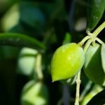 Η σύνδεση με τον αγροτουρισμό είναι καταλύτης • Έλληνας Αγρότης