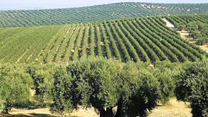 Βαμβακάδα της ελιάς: Πώς να προστατεύσετε τον ελαιώνα σας • Έλληνας Αγρότης