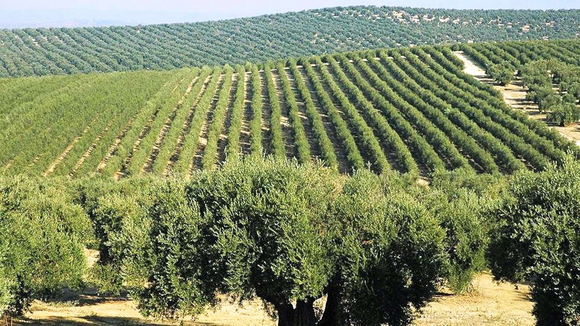 Βαμβακάδα της ελιάς: Πώς να προστατεύσετε τον ελαιώνα σας • Έλληνας Αγρότης