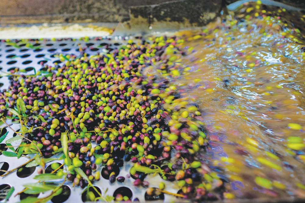 Ανθοφορία και καρπόδεση στην ελιά: το στάδιο που καθορίζει την παραγωγή • Έλληνας Αγρότης