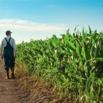 Ανησυχία στους Αμερικανούς καλλιεργητές καλαμποκιού για κόστος και επάρκεια λιπασμάτων