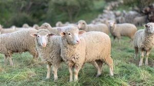 Infectious Diseases of Animals: Prevention, Treatment or Disaster?