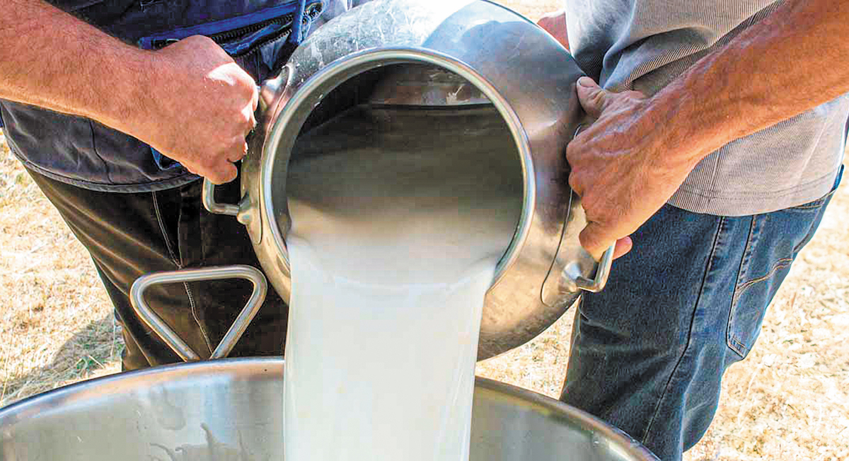 Ξεκινούν να παραλαμβάνουν γάλα από τους κτηνοτρόφους, οι τυροκόμοι της Λέσβου