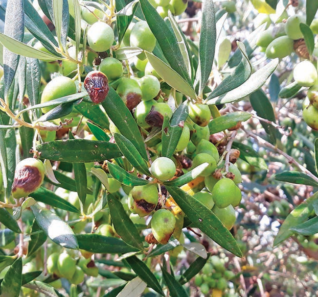 Στο επίκεντρο το γλοιοσπόριο σε εκδήλωση του Νηλέα στη Μεσσηνία