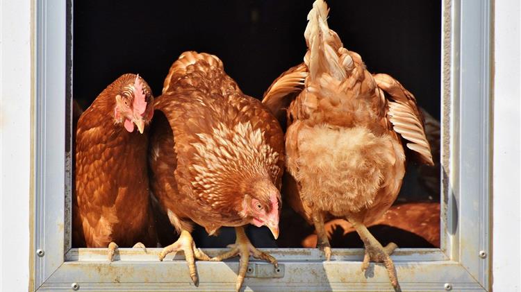 Ισπανία: Τέλος στον περιορισμό των πουλερικών μετά τη βελτίωση της γρίπης των πτηνών