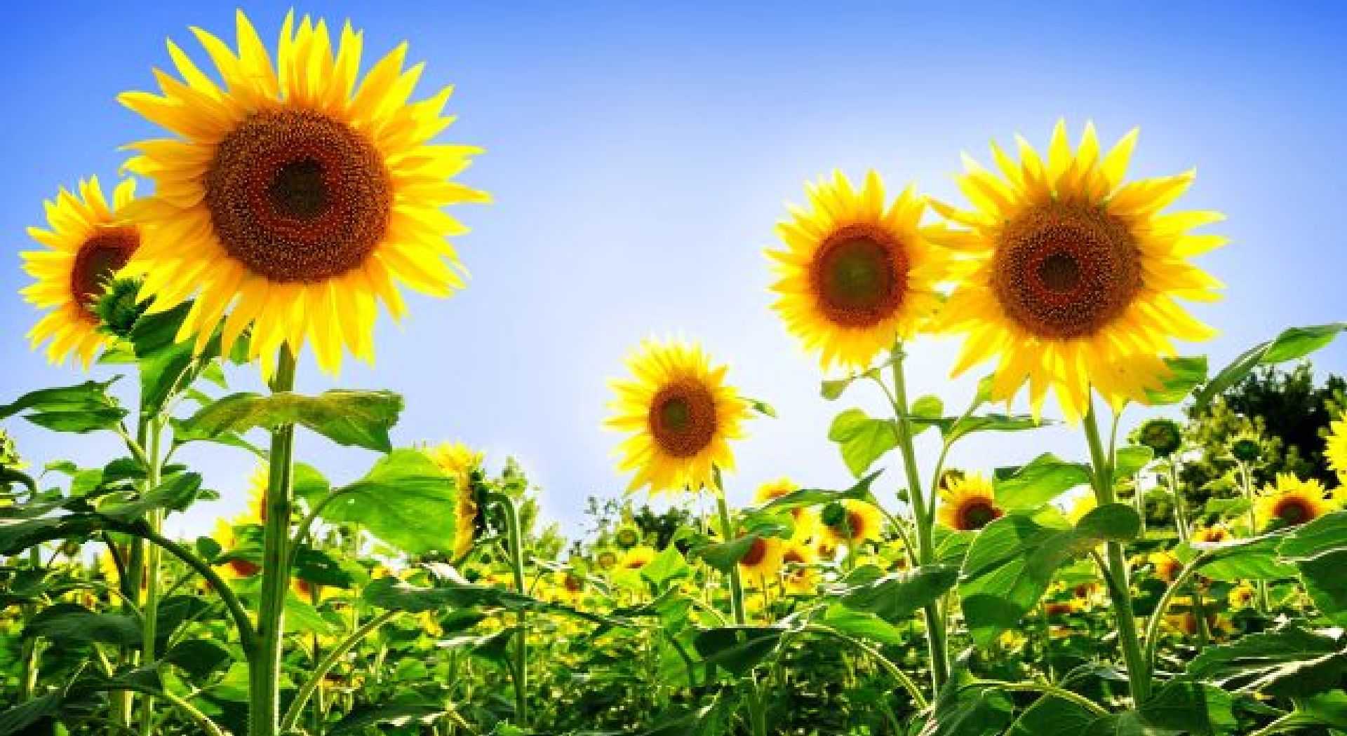 Αργεντινή: Με ταχείς ρυθμούς οι εξαγωγές σιτηρών • Έλληνας Αγρότης