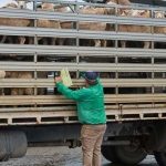 Αίτημα αποζημίωσης για την απόρριψη συκωταριών αμνοεριφίων