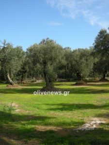 Παρατηρητήριο Τιμών Ελαιολάδου (3/4/2026)