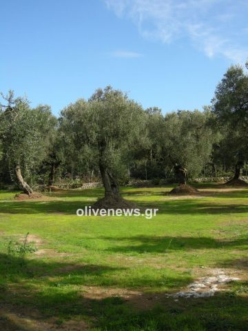 Παρατηρητήριο Τιμών Ελαιολάδου (3/4/2026)