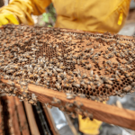 UBEES: Έξυπνες κυψέλες εξοπλισμένες με αισθητήρες καταγράφουν την υγεία των μελισσών