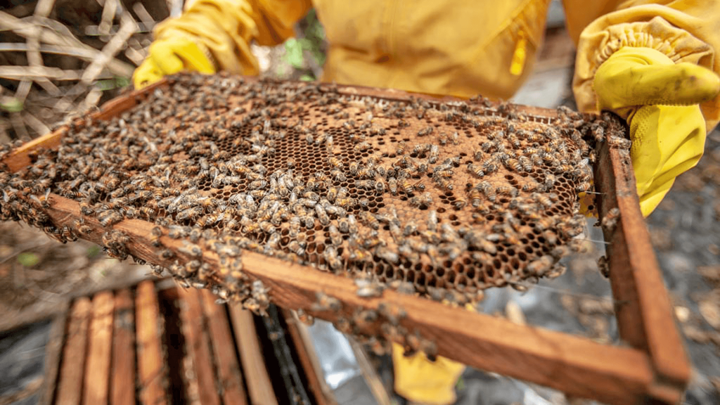 UBEES: Έξυπνες κυψέλες εξοπλισμένες με αισθητήρες καταγράφουν την υγεία των μελισσών