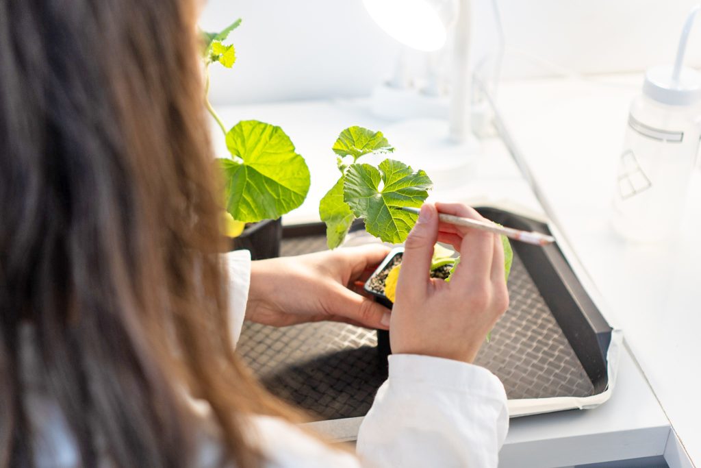 Agriodor: Φυσικές οσμές φυτών αντί φυτοφαρμάκων στις καλλιέργειες