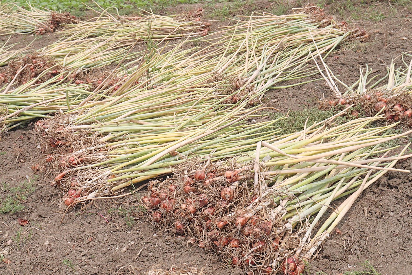 Επανεκκινεί σταδιακά η φυτική ανάπτυξη των χειμερινών καλλιεργειών σε ολόκληρη την Ευρώπη υπό ευνοϊκές συνθήκες • Έλληνας Αγρότης