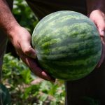 Οι Ευρωπαίοι ζητούν περισσότερα μίνι καρπούζια • Έλληνας Αγρότης