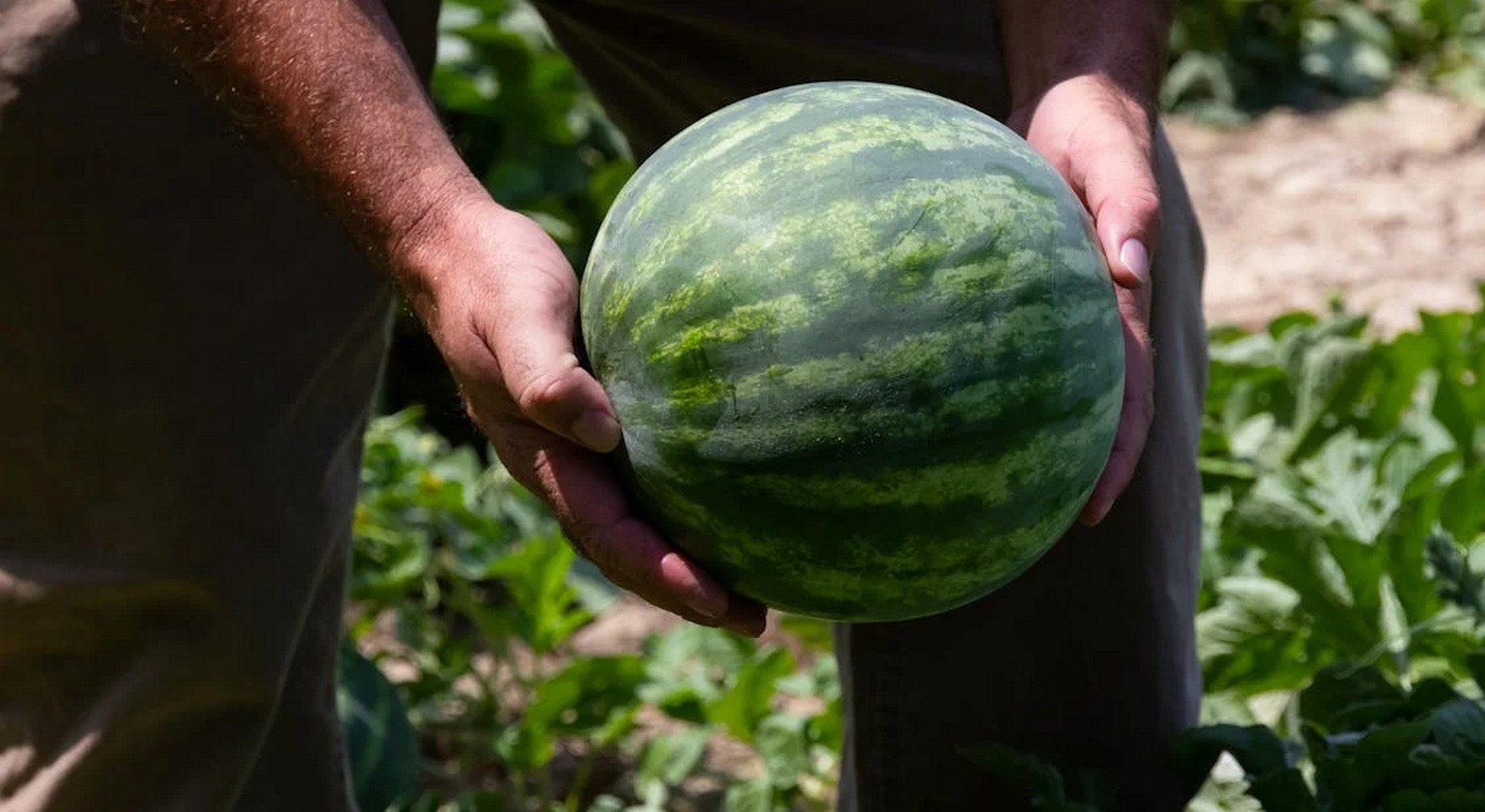 Οι Ευρωπαίοι ζητούν περισσότερα μίνι καρπούζια • Έλληνας Αγρότης
