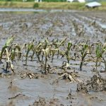 Αγροτική παραγωγή υπό πίεση - Ο καιρός αλλάζει τους κανόνες του παιχνιδιού στην Ελλάδα