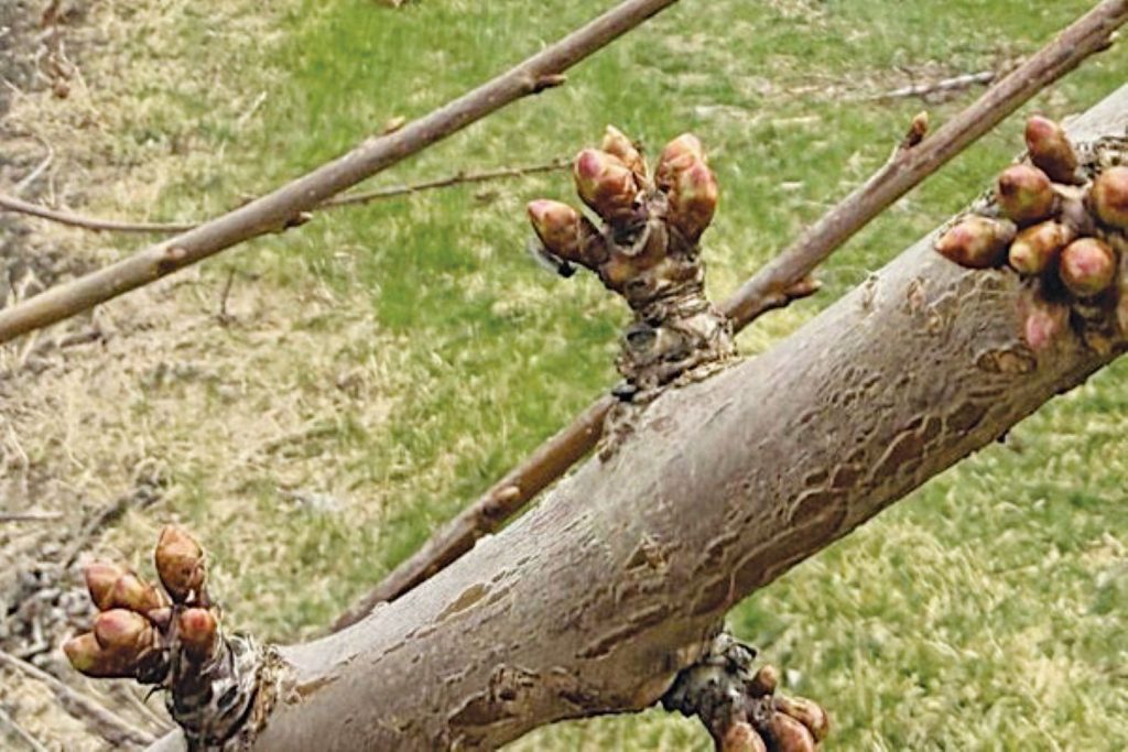 Θετικές προοπτικές για τα καναδικά κεράσια • Έλληνας Αγρότης