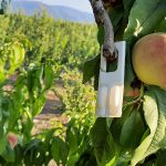 Από 1/7/2026 μεταβίβαση ή τροποποίηση για Κομφούζιο (Έγγραφο) • Έλληνας Αγρότης