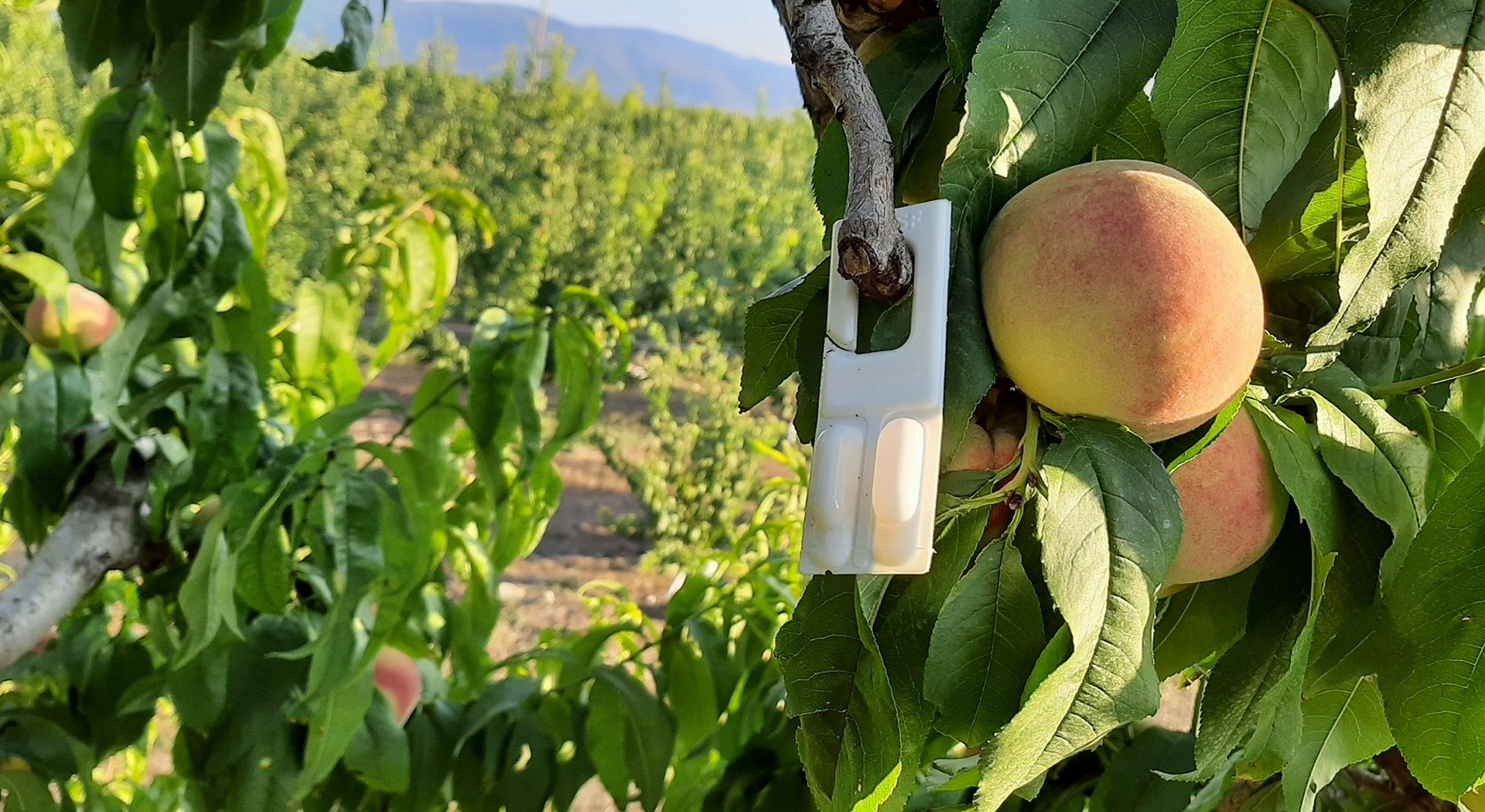Από 1/7/2026 μεταβίβαση ή τροποποίηση για Κομφούζιο (Έγγραφο) • Έλληνας Αγρότης