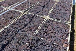 Αναδιάρθρωση και στήριξη ζητούν οι παραγωγοί κορινθιακής σταφίδας