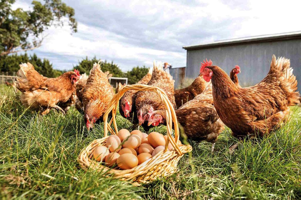 Αμνοερίφια και πουλερικά στον 16ο όροφο στην Αθήνα - Τα ζώα απομακρύνθηκαν με εντολή εισαγγελέα • Έλληνας Αγρότης