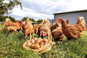 Αμνοερίφια και πουλερικά στον 16ο όροφο στην Αθήνα - Τα ζώα απομακρύνθηκαν με εντολή εισαγγελέα • Έλληνας Αγρότης