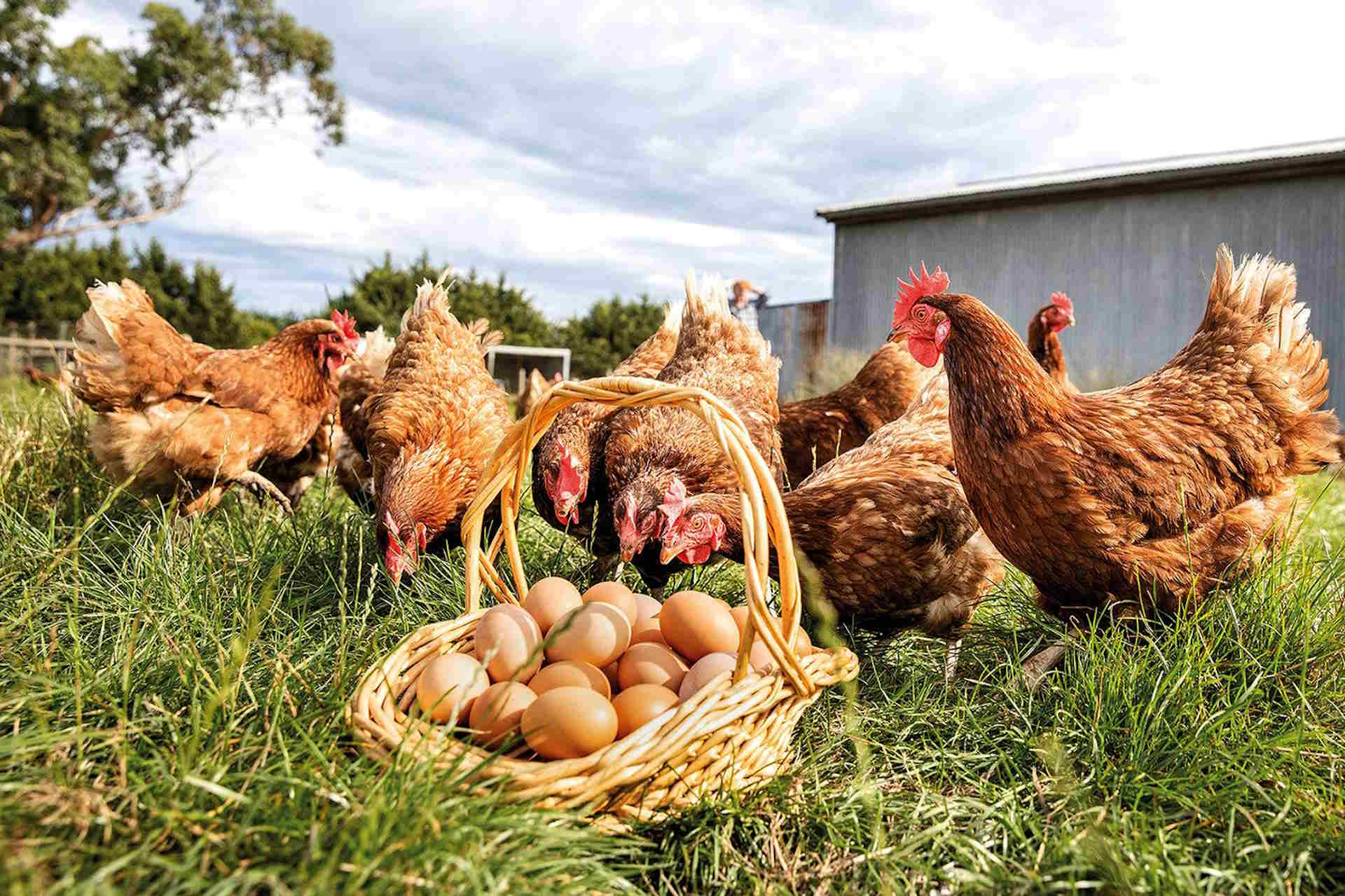 Αμνοερίφια και πουλερικά στον 16ο όροφο στην Αθήνα - Τα ζώα απομακρύνθηκαν με εντολή εισαγγελέα • Έλληνας Αγρότης