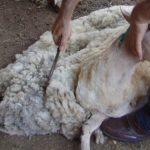 Υπό αυστηρά μέτρα βιοασφάλειας η κουρά προβάτων στη Θεσσαλία