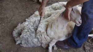 Υπό αυστηρά μέτρα βιοασφάλειας η κουρά προβάτων στη Θεσσαλία