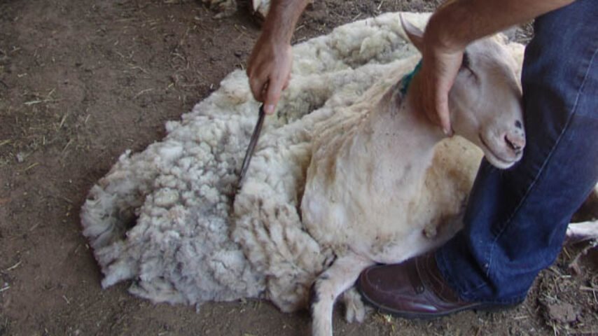 Υπό αυστηρά μέτρα βιοασφάλειας η κουρά προβάτων στη Θεσσαλία