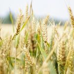 Αυξάνει την παραγωγή σιτηρών η Κίνα • Έλληνας Αγρότης