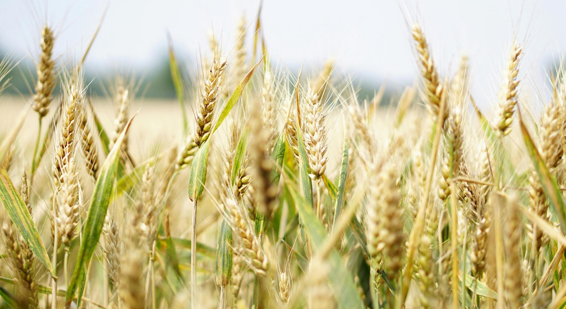 Αυξάνει την παραγωγή σιτηρών η Κίνα • Έλληνας Αγρότης