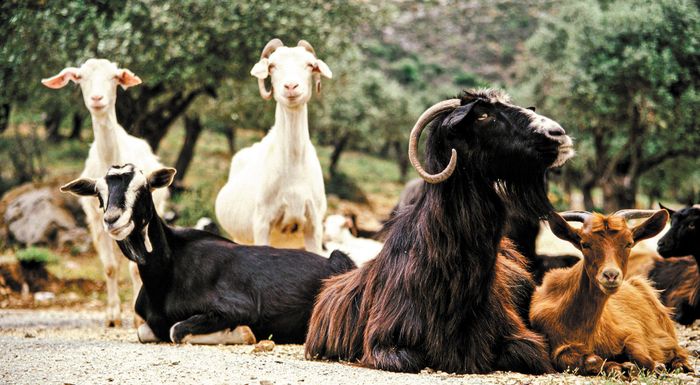 mytilini-apotefrosi-ton-zoon-pou-thanatonontai-logo-afthodous-pyretou-304996