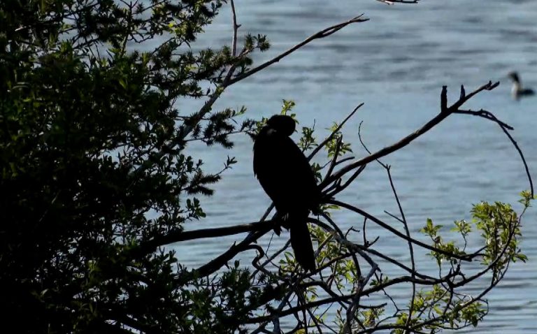 Οι λαγγόνες επέστρεψαν μετά από χρόνια στην Καστοριά