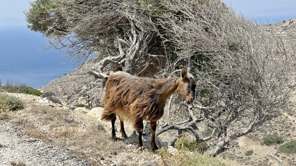 Στο χείλος της καταστροφής κτηνοτρόφοι και τυροκόμοι στη Λέσβο