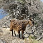 Στο χείλος της καταστροφής κτηνοτρόφοι και τυροκόμοι στη Λέσβο