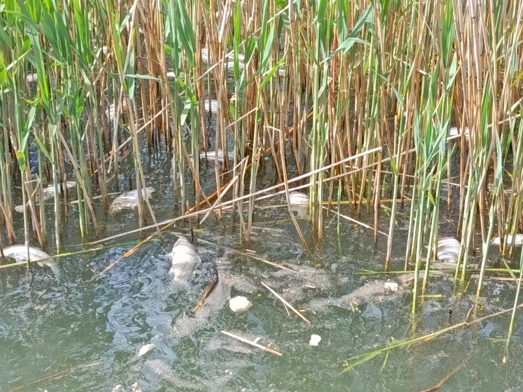 Ανησυχία από την εμφάνιση νεκρών ψαριών στη λίμνη Παμβώτιδα