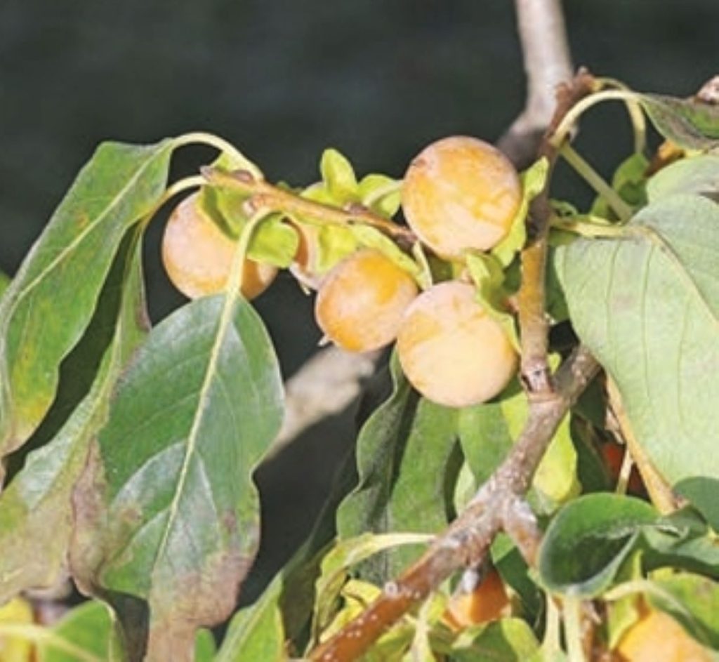 Μην ξεχνάμε τον λωτό... • Έλληνας Αγρότης