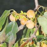 Μην ξεχνάμε τον λωτό... • Έλληνας Αγρότης