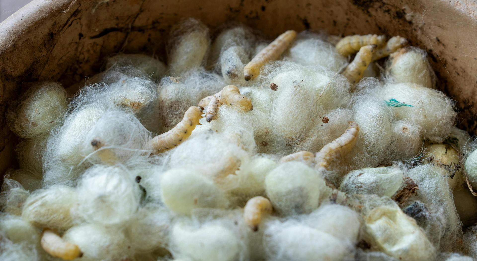 Άλλαξε ο κατάλογος όσων λαμβάνουν συνδεδεμένη στη σηροτροφία (Έγγραφο) • Έλληνας Αγρότης