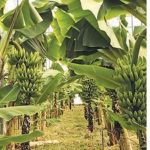 Οι κορμοί μπανάνας γίνονται τρόφιμα, ίνες και λίπασμα • Έλληνας Αγρότης