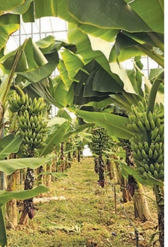 Οι κορμοί μπανάνας γίνονται τρόφιμα, ίνες και λίπασμα • Έλληνας Αγρότης