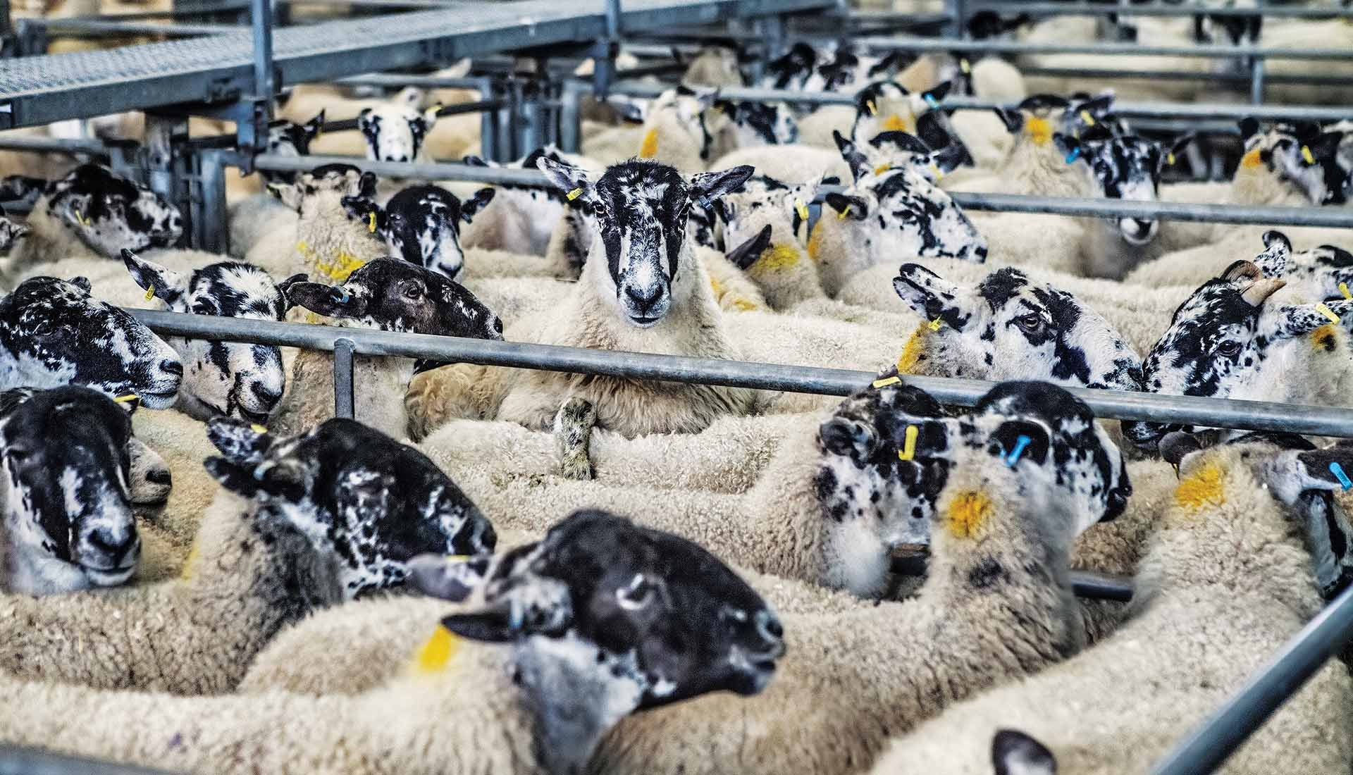 Αφθώδης πυρετός: Ο Δήμος Μυτιλήνης «κλείνει» για να συμπαρασταθεί στους κτηνοτρόφους • Έλληνας Αγρότης