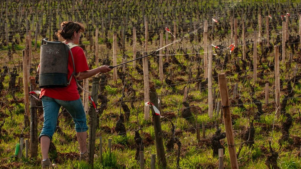 Γιατί ολοένα περισσότεροι Γάλλοι αμπελουργοί εγκαταλείπουν τη βιολογική καλλιέργεια