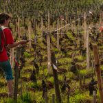 Γιατί ολοένα περισσότεροι Γάλλοι αμπελουργοί εγκαταλείπουν τη βιολογική καλλιέργεια